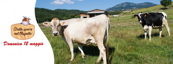 Stalle Aperte nel Mugello e Mugello da Fiaba