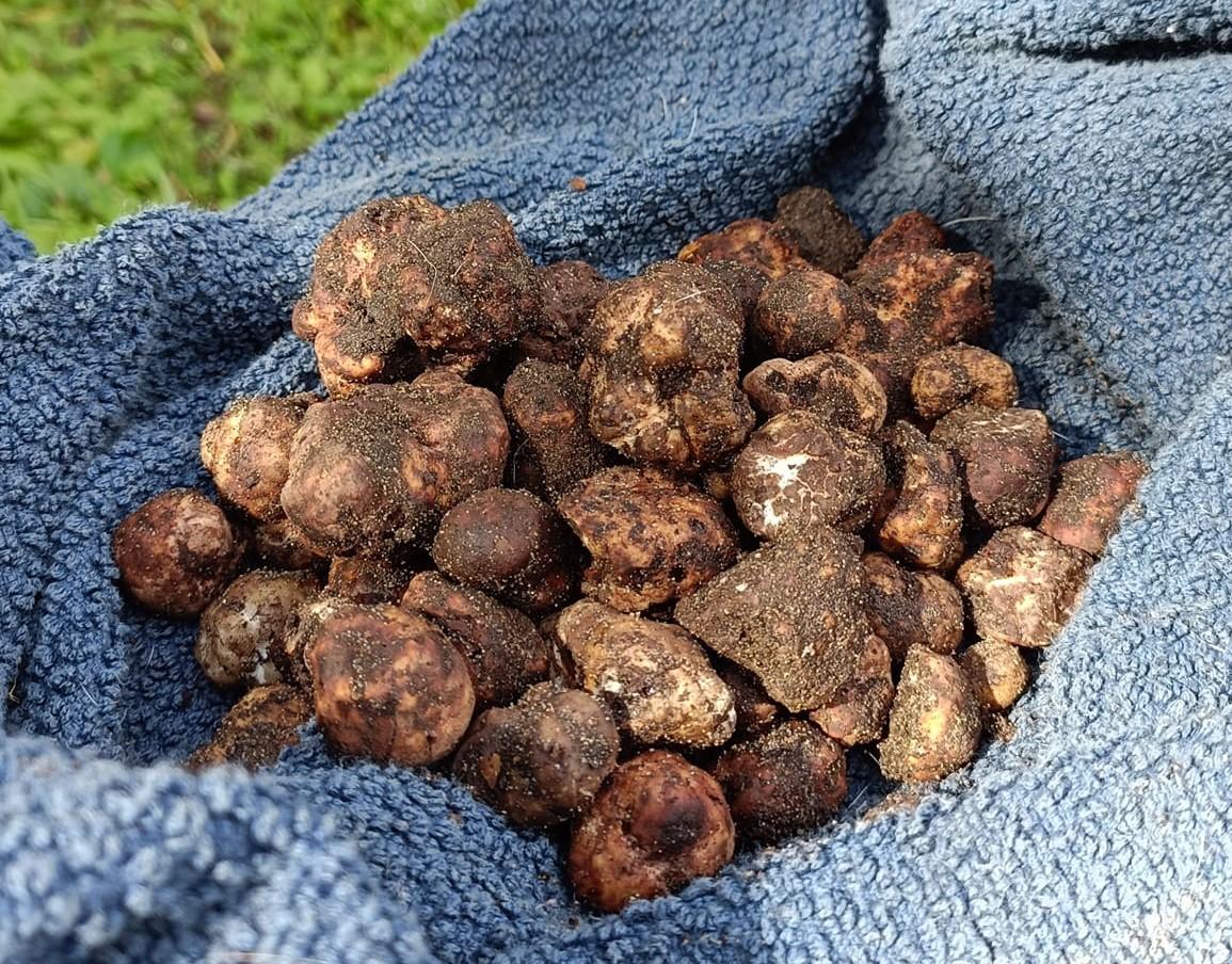 Mostra Mercato Tartufo Marzuolo a Cigoli
