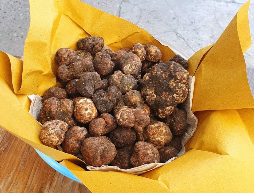 Sagra del tartufo marzuolo e cinta senese a Castelfranco (PI).