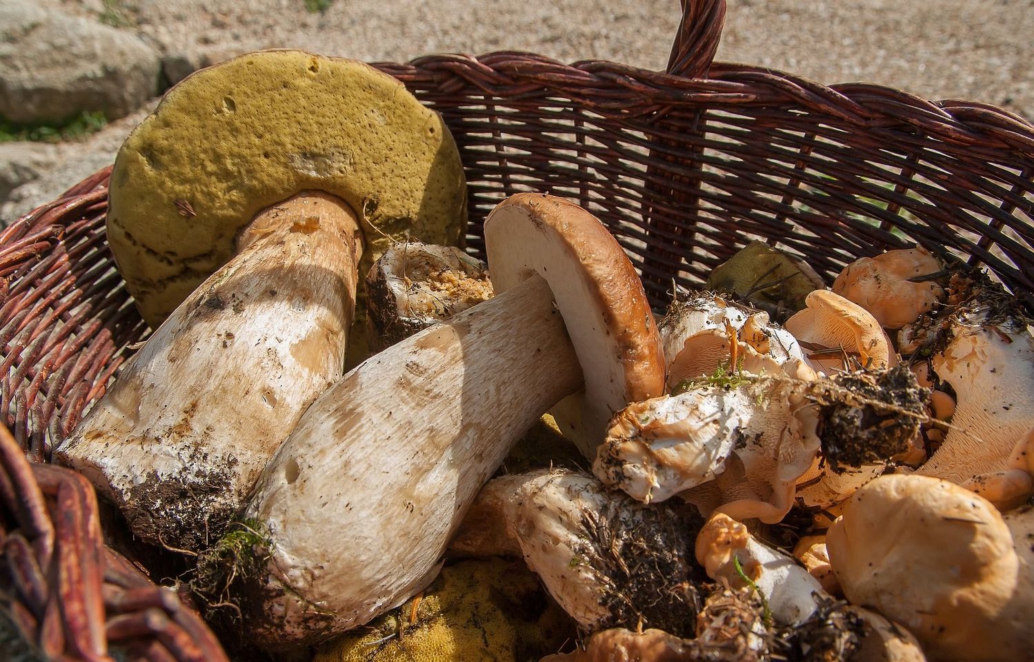 Sagra bistecca e porcino a Arcillle