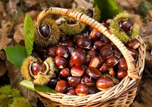 Sbruciatata e Vino Novello