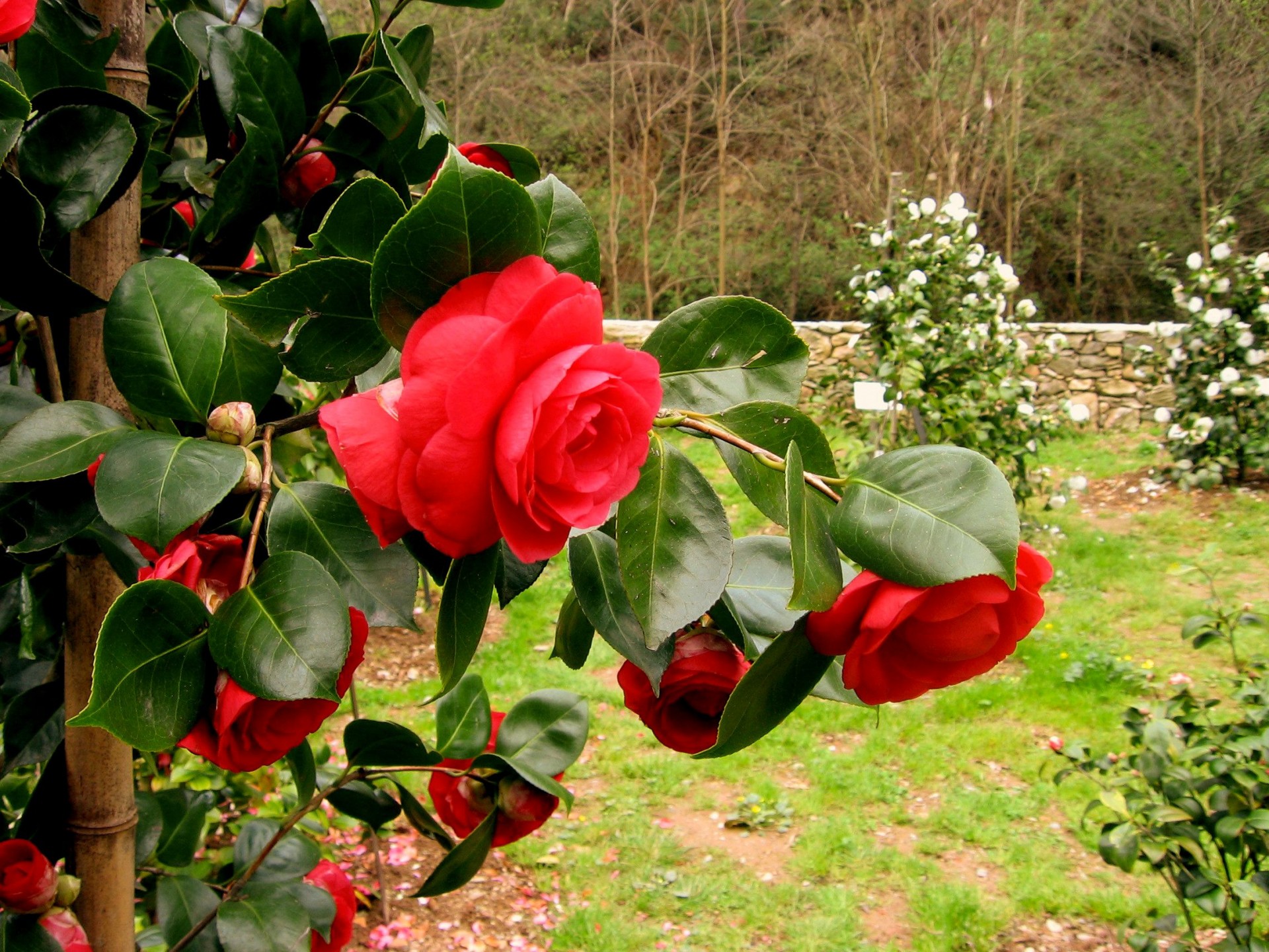 La mostra delle antiche camelie della Lucchesia