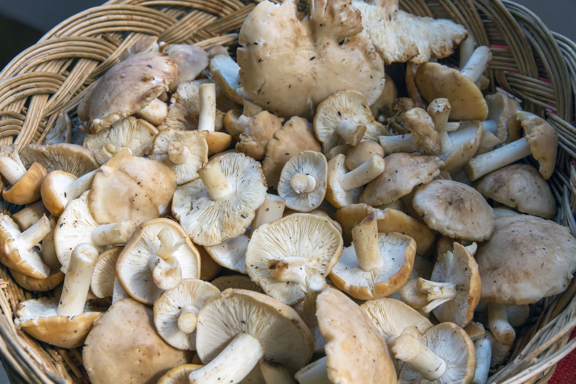 Sagra del Prugnolo e le Giornate del Pastore a Pieve Santo Stefano