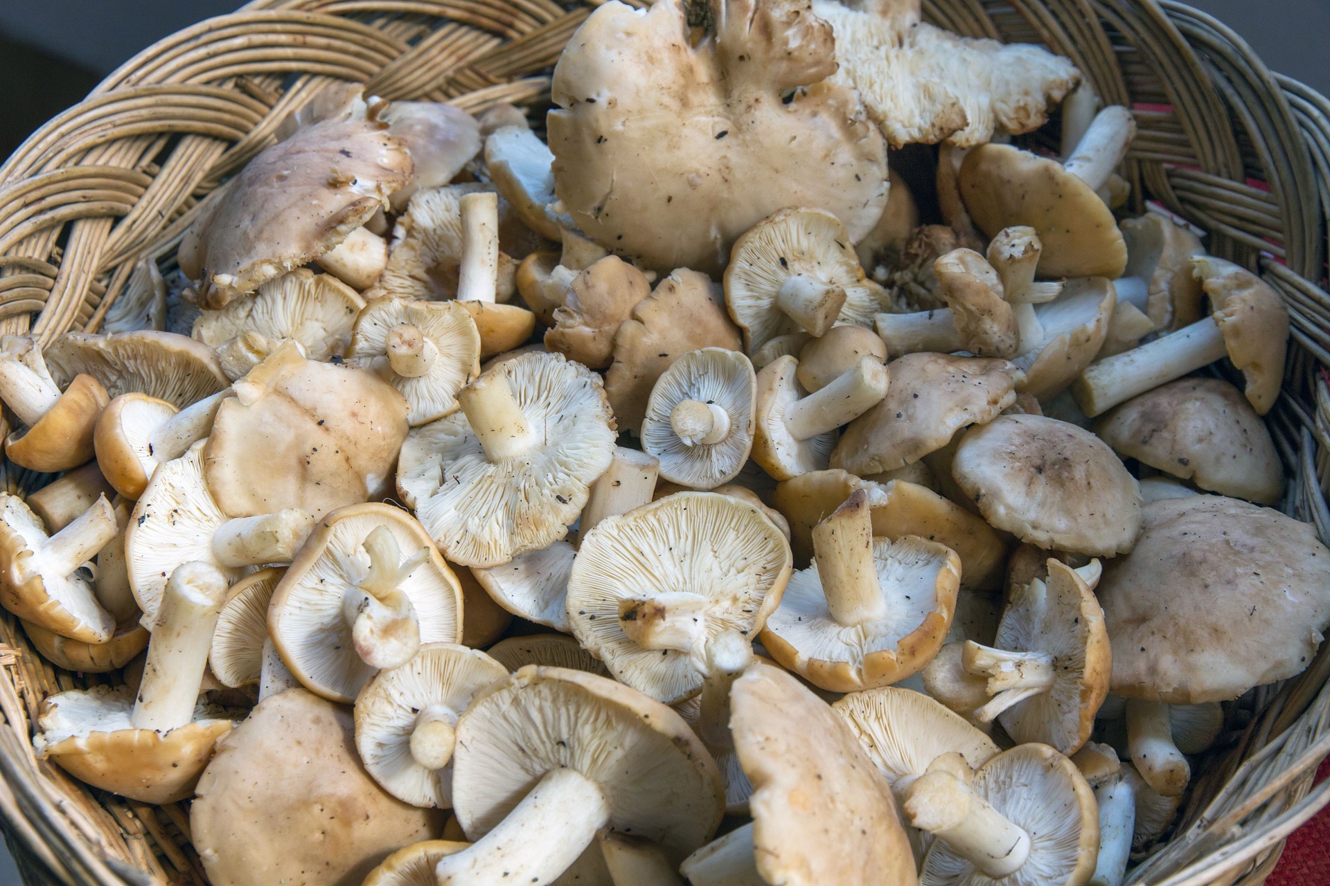 Sagra del prugnolo a Pieve Santo Stefano