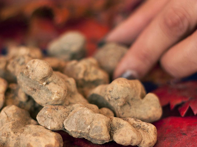 Il tartufo bianco, protagonista della Tartufesta di Montaione