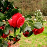 Sagre ed eventi del primo weekend di Marzo 2024