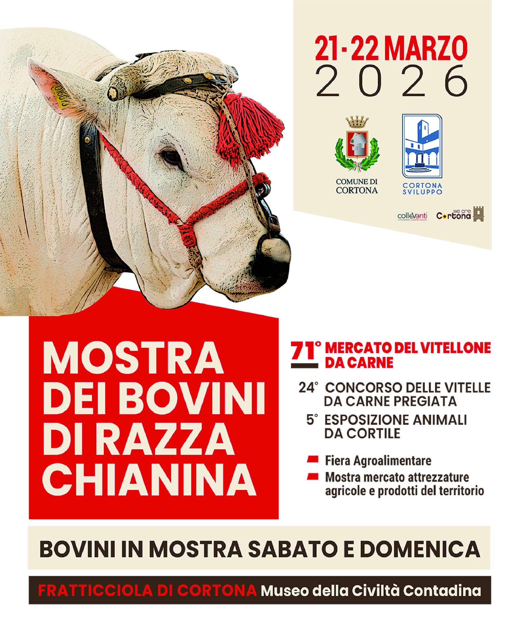 Mostra dei Bovini di Razza Chianina